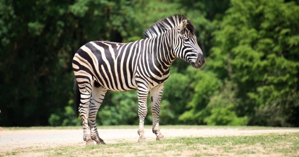 Zèbre sur la piste safari de Planète Sauvage