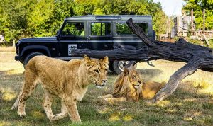 Camping Du Vieux Château : Planete Sauvage