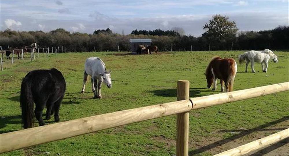 Camping Du Vieux Château : Donkeys