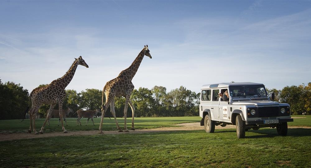 Camping Du Vieux Château : Girafe