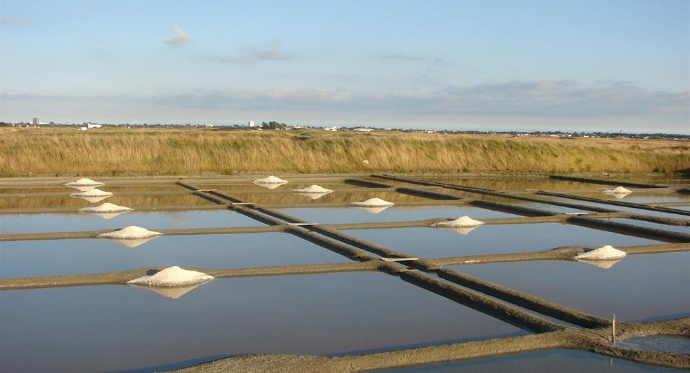 Camping Du Vieux Château : Salt marshes