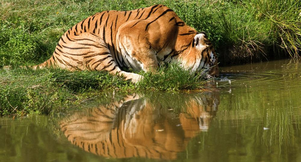 Camping Du Vieux Château : Tigre