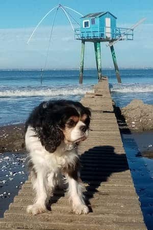 Chien sur une jetée devant une cabane de pêche